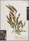 Foto von Salix fragilis L.